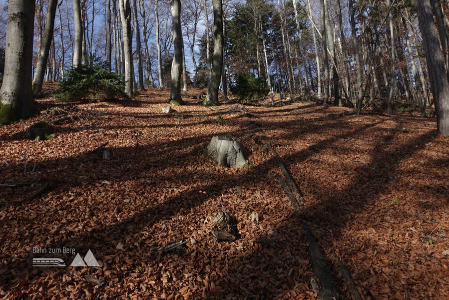 Buchenwald im Herbst. Foto: Gerold Petritsch
