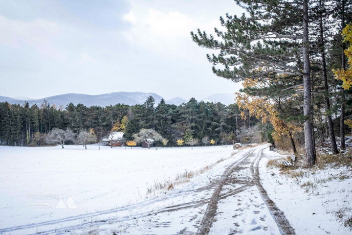 Nur die gelben Blätter kolorieren das Schwarz-Weiss-Bild; Auf dem Weg zum Irmasteig-Einstieg. Fotos: Birgit Reiter