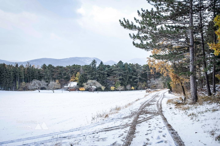 Nur die gelben Blätter kolorieren das Schwarz-Weiss-Bild; Auf dem Weg zum Irmasteig-Einstieg. Fotos: Birgit Reiter