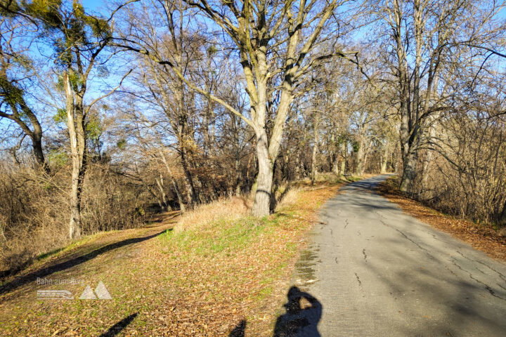 Hier zweigt man von der Straße nach links auf den Forstweg ab, durch das Gatter gelangen wir ans Thayaufer. Fotos: Simon Widy