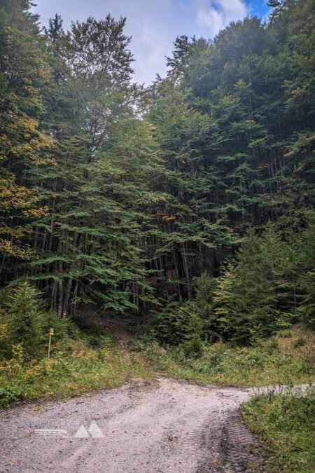 Die Abzweigung an der Forststraße führt geradewegs in den Wald auf einen sehr schönen Waldweg. Fotos: Peter, POW AT