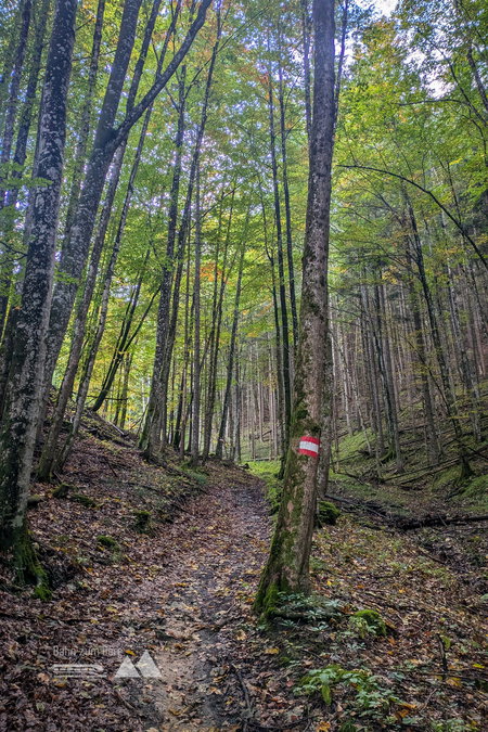 Die Abzweigung an der Forststraße führt geradewegs in den Wald auf einen sehr schönen Waldweg. Fotos: Peter, POW AT