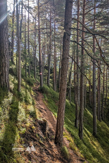 Der traumhaft schöne Waldweg schlängelt sich über die Hänge des Türnitzer Högers. Fotos: Peter, POW AT