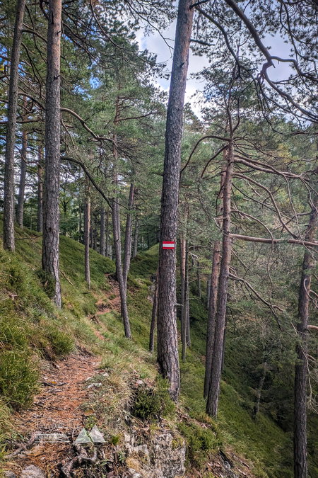 Der traumhaft schöne Waldweg schlängelt sich über die Hänge des Türnitzer Högers. Fotos: Peter, POW AT
