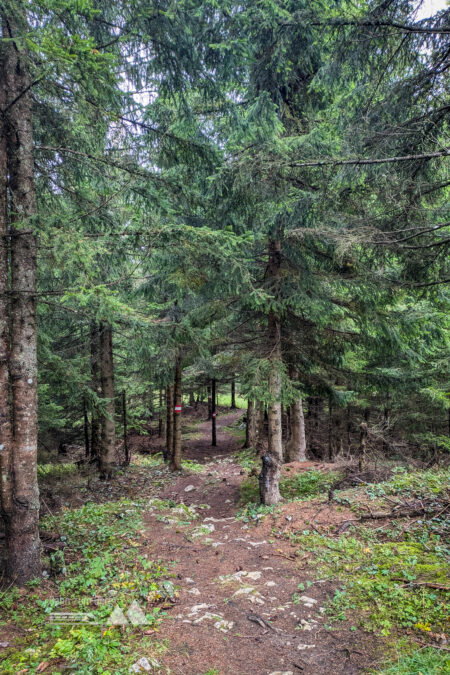 Traumhafte Waldwege und Weiden auf dem Abstieg. Fotos: Peter, POW AT