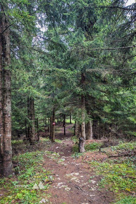 Traumhafte Waldwege und Weiden auf dem Abstieg. Fotos: Peter, POW AT