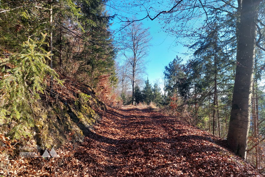 Den Forstweg entlang. Foto: Alice Frischherz