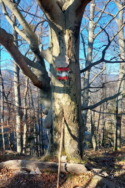 Gipfelbaum am Pfaffenkogel. Foto: Alice Frischherz