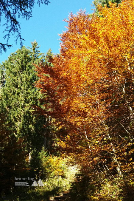 Im Herbst sind die Bäume besonders schön. Fotos: Magdalena Maier
