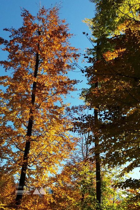 Im Herbst sind die Bäume besonders schön. Fotos: Magdalena Maier