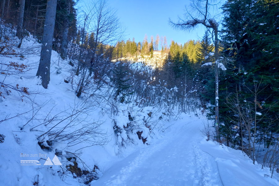 Aufstieg über weite Strecken entlang eines Ziehweges. Im oberen Bereich kann der Aufstieg durch den Wald abgekürzt und variiert werden. Foto: Martina Friesenbichler
