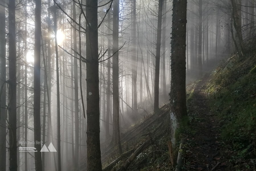 Fotogene Nebelstimmung im Wald. Foto: Sarah Pallauf