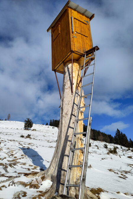 Verwirklichter Kindheitstraum? Schlangenlinien am Forstweg. Fotos: Karl Plohovich