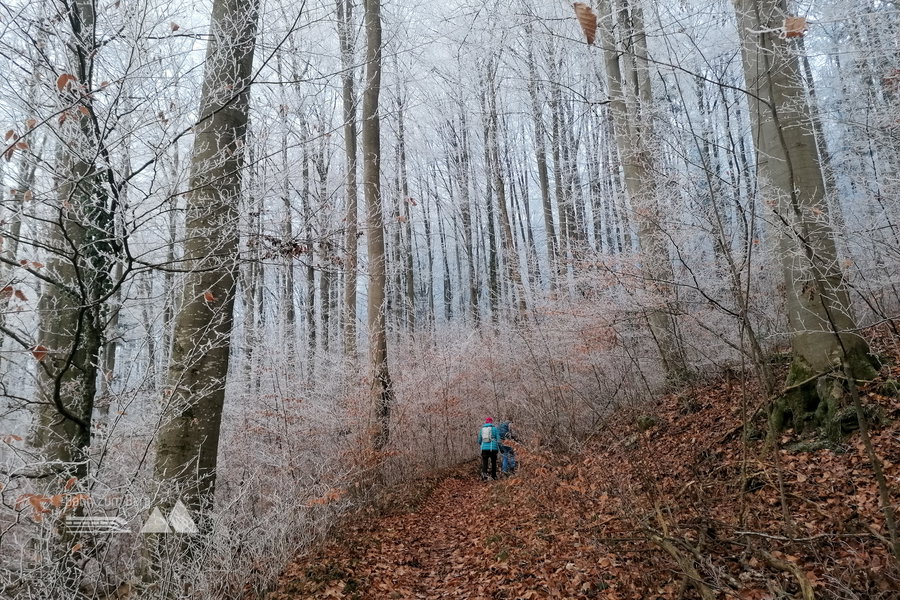 Ui, das mutet schön an! Foto: Sarah Pallauf