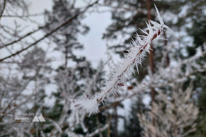 Grödelwetter, Eiskristalle, Schnee – lieben wir; Eiskristalle, oder sind es vereiste „Dornen“? ;-) Aufstieg, die Sonne kommt bald. Fotos: Alice Frischherz