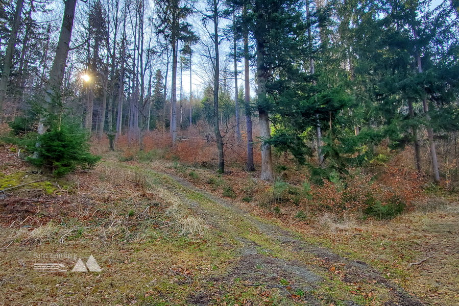Immer entlang der Forststraße (hier kreuzt die andere Forststraße) weiter durch den abwechslungsreichen und ruhigen Wald. Foto: Linda Prähauser