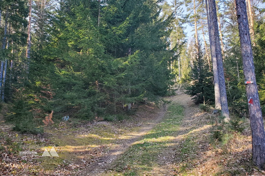 Hier folgen wir der roten Markierung (rechts im Bild) direkt auf den kleinen, schmalen Waldweg. Foto: Linda Prähauser