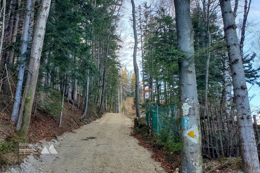 Hier geht es entlang der gelben Markierung hinauf auf einer Forststraße. Foto: Linda Prähauser