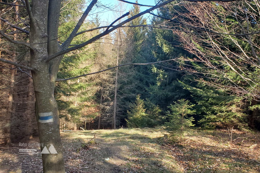 Abstieg nach Payerbach – wir folgen der blauen Markierung durch den Wald. Foto: Linda Prähauser