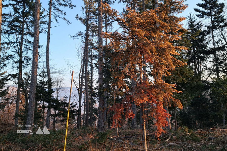 Im Zweier Wald. Foto: Gerold Petritsch