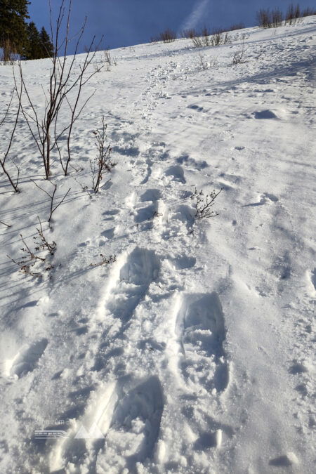 Besser wären Skier oder Steigeisen – „Frontzackentechnik“ mit Schneeschuhen tut es aber auch. Fotos: Karl Plohovich