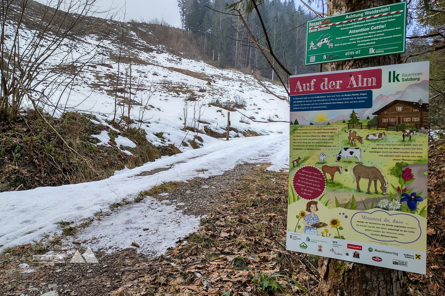 Beginn der Winterfreiheit – die Alm allerdings gleicht fleckerlweise einem Jungwald. Foto: Karl Plohovich