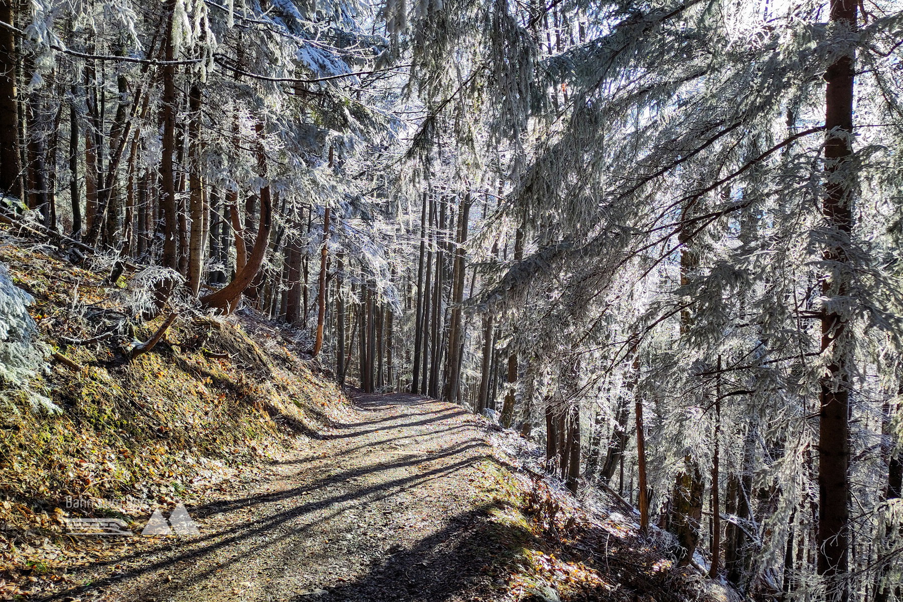 Der gute Forstweg in verschwindender Raureif-Sonnen-Pracht. Foto: Karl Plohovich