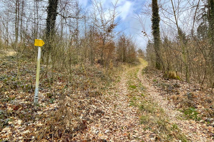 Blick vom Dürnberg auf Ottensheim bis zum Donaukraftwerk. Foto: Eva Maria Ginal