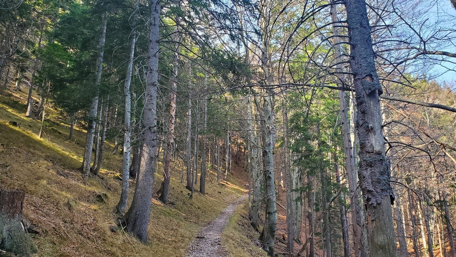 Durch den Wald geht es zum Öhlerschutzhaus. Foto: Linda Prähauser