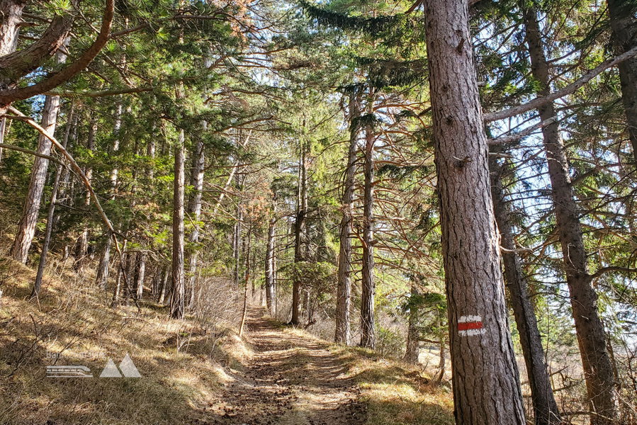 Es geht entlang der roten Wegmarkierung auf der Forststraße durch den Wald bergauf. Foto: Linda Prähauser