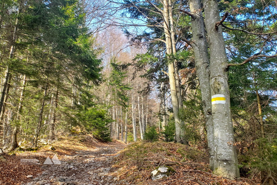 Farbwechsel – der Anfang vom Weg Richtung Öhler und Schober. Foto: Linda Prähauser