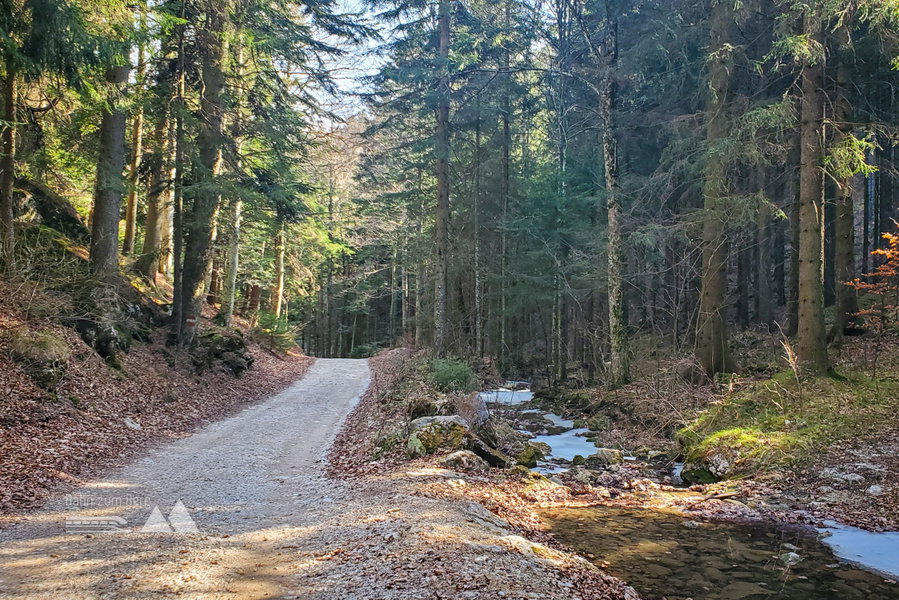 Am Weg zur Sebastianfall auf der Forststraße entlang des Baches. Foto: Linda Prähauser