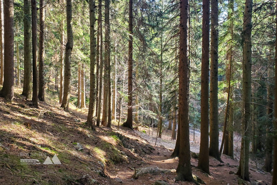 Durch den Wald entlang der blauen Markierung zum Sebastianfall. Foto: Linda Prähauser