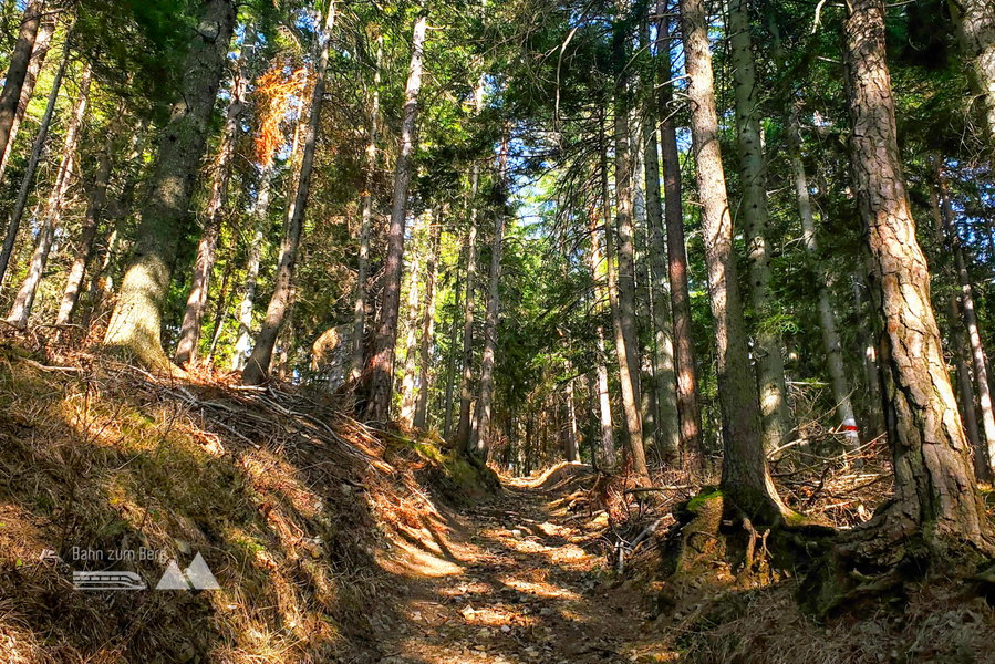 Der letzte Aufstieg der Route am Weg zum Bahnhof Puchberg. Foto: Linda Prähauser