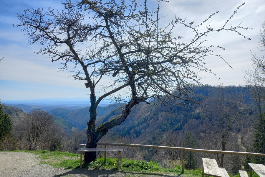Knorriger Baum und Rastbänke hinter der Mühlbacherhütte. Foto: Martina Friesenbichler