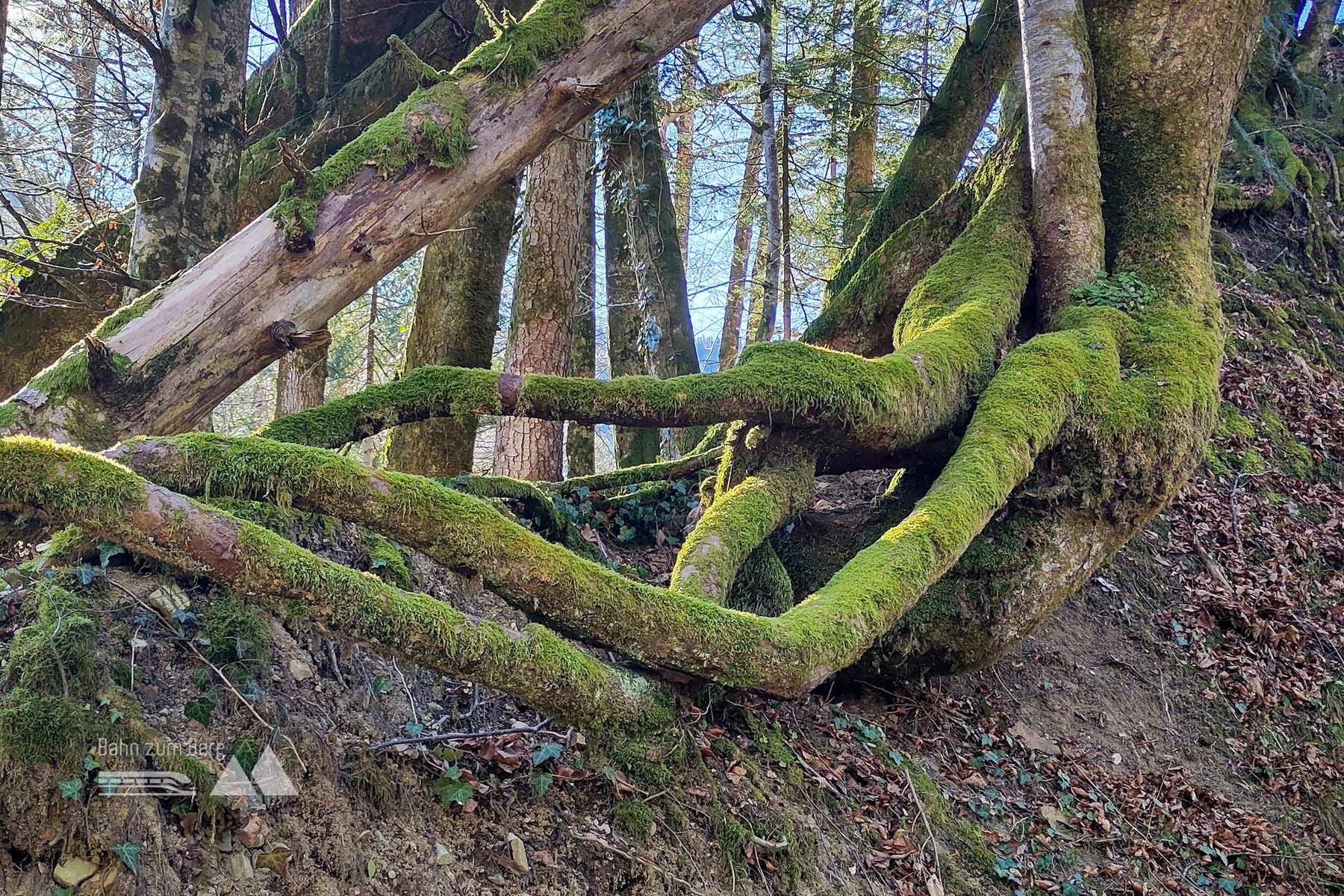 Tentakel - Wurzeln. Foto: Karl Plohovich