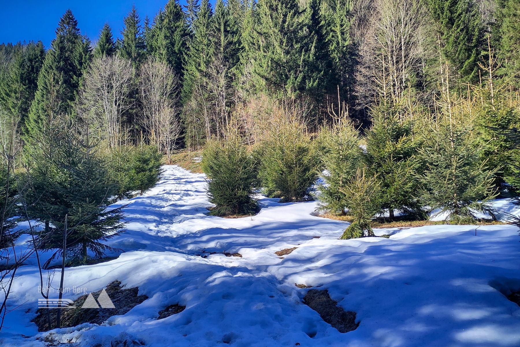 Weg durch den „Christbaumwald“. Foto: Karl Plohovich