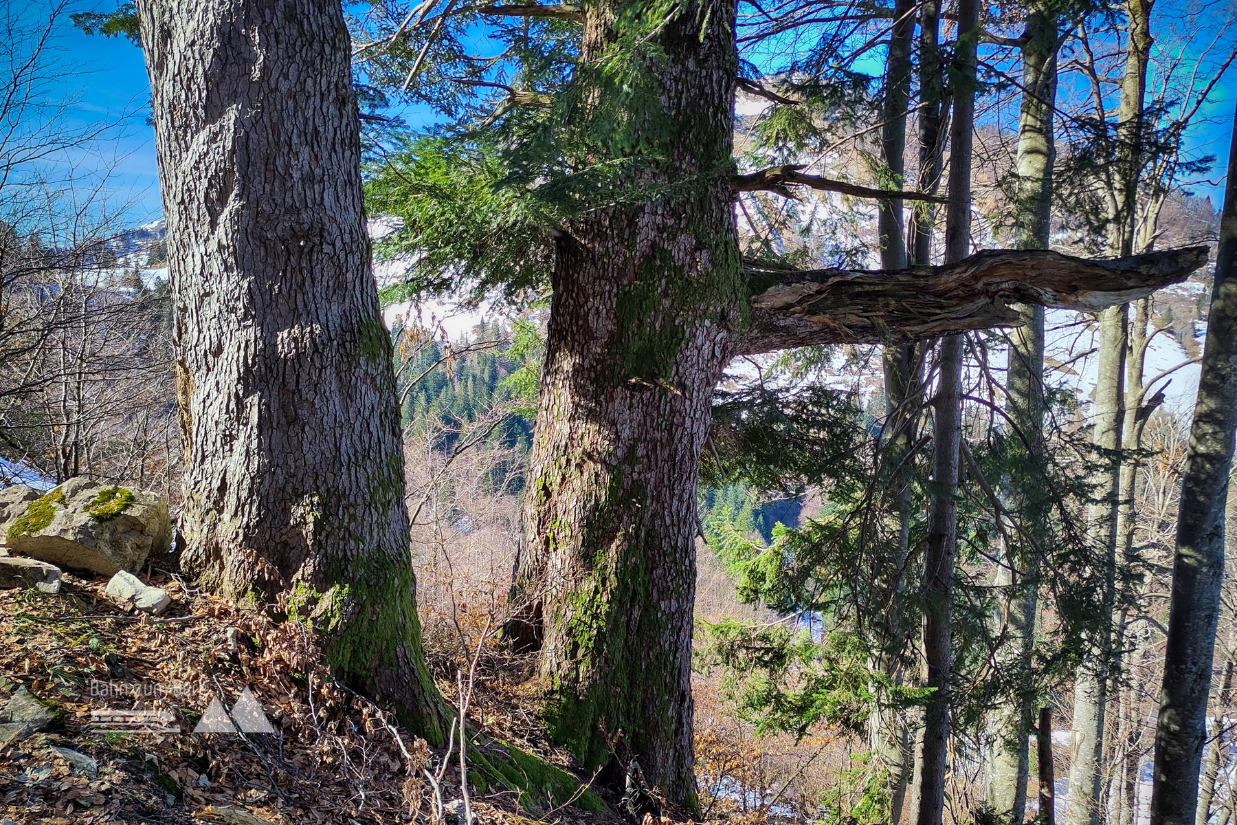 Mehrere 100 Jahre alte Tannen-Skulptur. Foto: Karl Plohovich