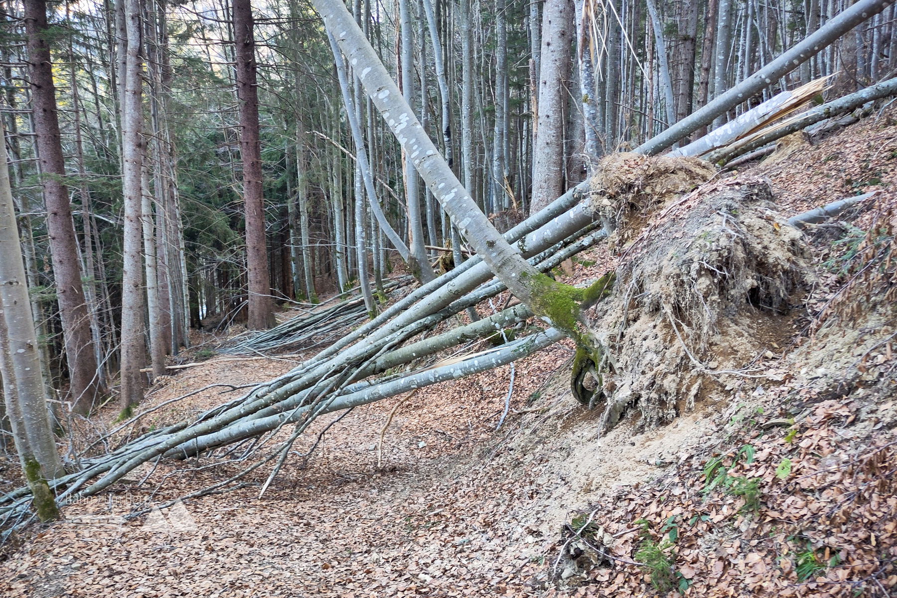 Wer hat Zeit, Kraft, entsprechende Erfahrung und Geräte? Foto: Karl Plohovich