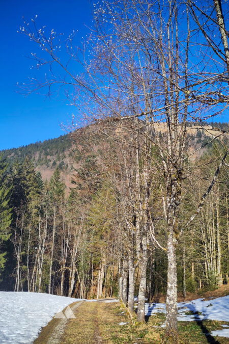 Gruberbach-Wasserfall; Palmkätzchen vor Lämmerbach. Fotos: Karl Plohovich