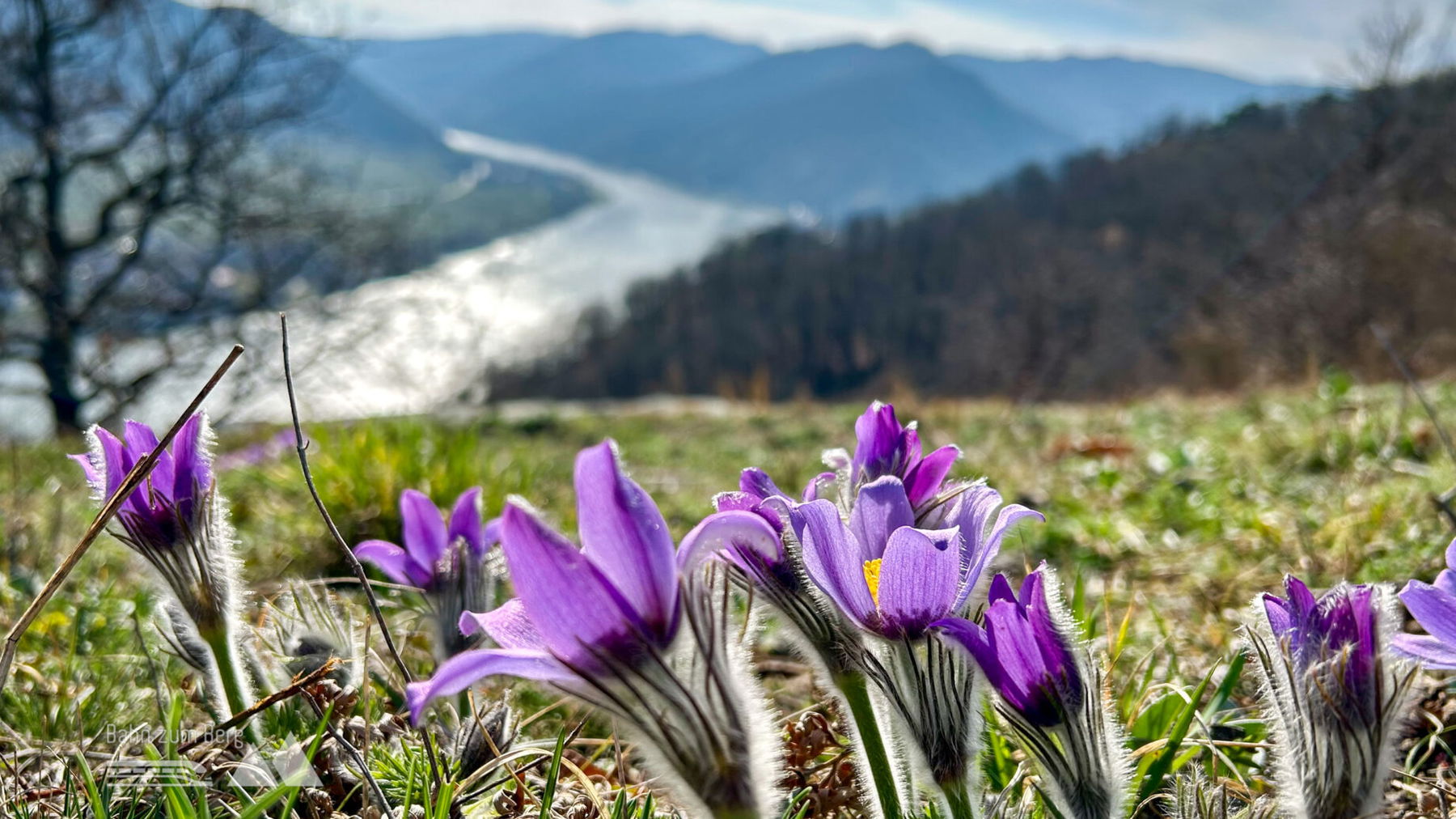 Kuhschellen, Blick nach Spitz an der Donau. Foto Veronika Schöll