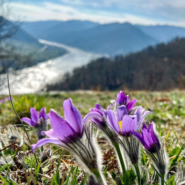 Kuhschellen, Blick nach Spitz an der Donau. Foto Veronika Schöll