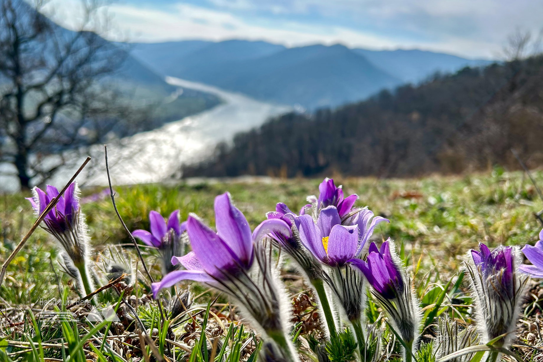 Kuhschellen, Blick nach Spitz an der Donau. Foto Veronika Schöll