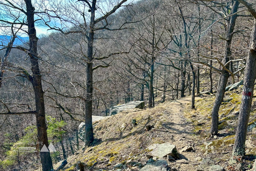 Eichenwäldchen am Michaelerberg. Foto Veronika Schöll