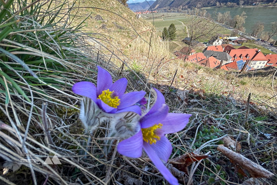 Pulsatilla, schön aber giftig. Foto Veronika Schöll