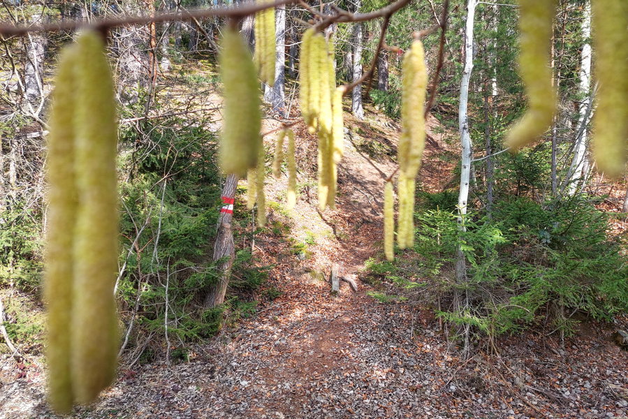Durch den Wald, entlang des gut markierten Wegs. Foto: Alice Frischherz