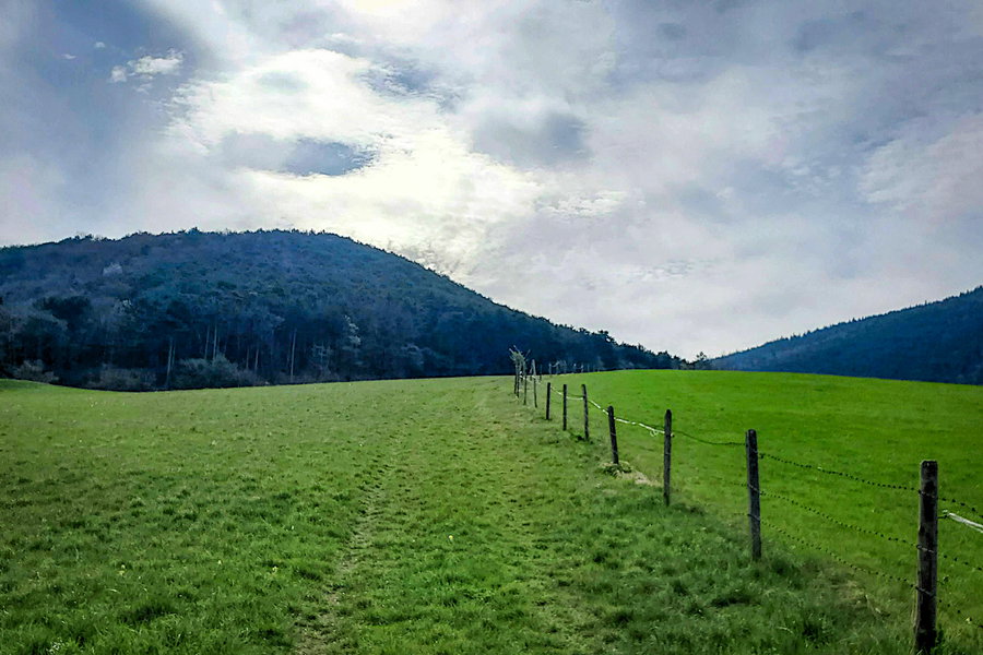 Nach der kurzen Ortdurchquerung in Waldegg geht es zuerst hinauf auf einer Wiese. Foto: Linda Prähauser