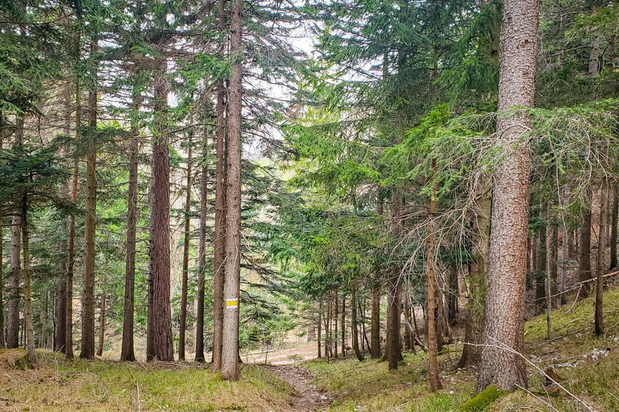 Am Leiterlsteig angekommen geht es entlang der gelben Markierung durch den Wald. Foto: Linda Prähauser