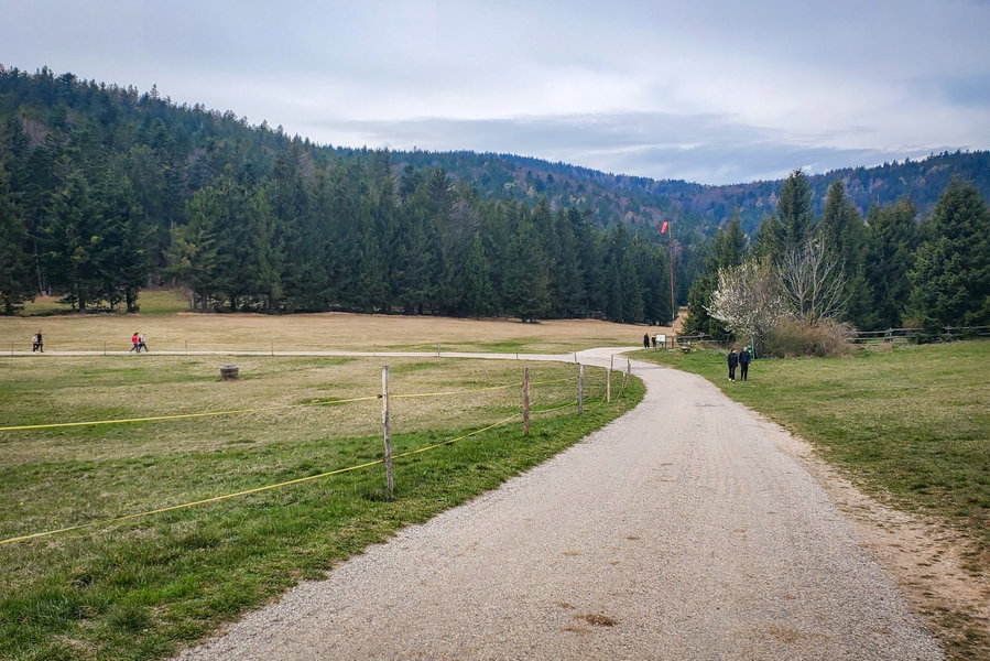 Über die lange Wiese führt der Weg links zurück in den Wald. Foto: Linda Prähauser