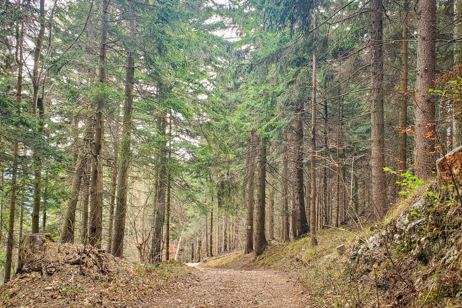 Durch den Wald geht es langsam Richtung Gasthaus Luf. Foto: Linda Prähauser